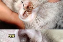 猫咪耳螨的预防和治疗方法（了解猫咪耳螨的传播途径和症状，采取正确的防治措施）