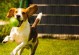 如何训练你的比格犬学会跳跃？（15个小方法帮你让比格犬成为跳跃高手！）