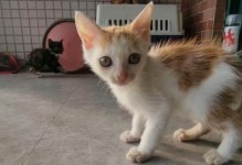 如何正确喂养1-3个月的流浪小奶猫（为你的小奶猫提供正确的饮食和护理，帮助它健康成长）