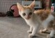 如何正确喂养1-3个月的流浪小奶猫（为你的小奶猫提供正确的饮食和护理，帮助它健康成长）