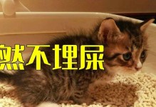 让宠物猫不再尴尬（从小猫到成熟猫，关键是耐心和正确方法）