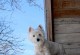 养西高地白梗犬的优缺点（了解西高地白梗犬的特点和考虑养它的优势与不足）