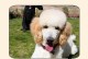 贵宾犬饲养指南（从入手到护理，轻松养宠的关键）