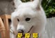 萨摩犬六个月的饮食指南（萨摩犬成长阶段所需食物及注意事项）