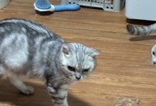 宠物猫的短暂生命（细数猫咪的成长与欢乐，你家的猫咪已经多大了呢？）