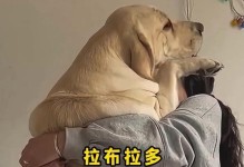 拉布拉多犬的正常体重标准（健康饲养的关键，拉布拉多犬的体重管理）