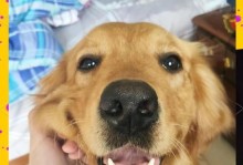 金毛犬毛发为什么粗糙暗淡？原因解析！（探究金毛犬毛发质粗糙暗淡的因素及处理方法。）