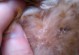 白贵宾犬为什么容易患有虫？（探究白贵宾犬体内寄生虫的原因与解决办法）