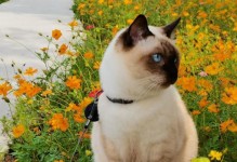 《黄猫的名字有哪些？》（探索黄猫的独特命名文化和常见取名方式）