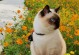 《黄猫的名字有哪些？》（探索黄猫的独特命名文化和常见取名方式）
