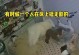 用什么声音可以帮助狗狗入睡？（探索狗狗喜欢的睡眠声音和）
