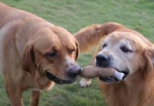 如何用手势训练金毛犬（以宠物为主，15个段落详解手势训练的技巧和方法）