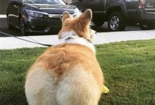 为什么有些狗那么胖？（探讨狗狗肥胖问题及其原因）