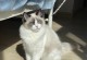 猫咪之美——揭秘为何猫咪如此迷人（探寻猫咪魅力背后的秘密，为什么它们如此吸引人？）