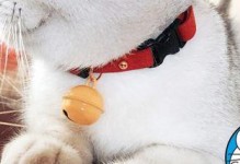 小猫咪戴铃铛，需慎重考虑（给宠物戴铃铛的利弊分析）