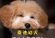 选择适合贵宾幼犬的高质量狗粮，保健成长（贵宾幼犬的饮食需求及如何选择合适狗粮）