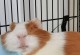 荷兰猪的饮食喜好及关键营养需求（满足荷兰猪口腹之欲，健康养育关键）