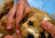 幼犬细小（探究幼犬细小病的发病原因、症状和预防措施）