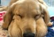 如何科学喂养十个月金毛犬（合理饮食是金毛健康的关键）
