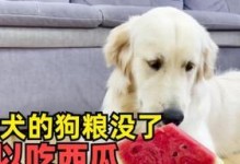 金毛为什么不挑食？（探究金毛狗独特的饮食习惯及原因）