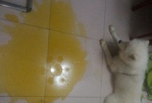 狗突然呕吐又拉虚是什么病？（识别狗病的关键）