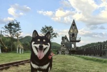 狗狗也能畅游的景点（探寻适合携狗出游的绝美景点，让狗狗尽享旅行乐趣）