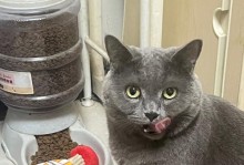 猫咪最爱的活动玩具（揭秘猫咪对活动玩具的独特喜爱之道）