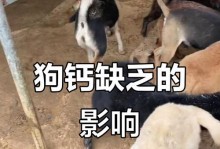 大狗缺钙的表现及预防措施（了解大狗缺钙的常见表现及预防方法，让你的宠物健康成长）