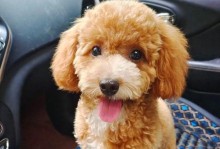 娇气犬种（从性格特点到日常护理，选择一只贴心娇气犬种的关键要素）