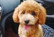娇气犬种（从性格特点到日常护理，选择一只贴心娇气犬种的关键要素）