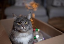 猫不停地叫，揭示的是什么信息？（探索猫咪的叫声，揭示猫咪内心世界的一扇窗。）