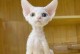探访中国正规猫舍（中国正规猫舍的魅力与特色，一窥猫咪们的奢华天地）