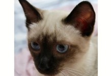 暹罗猫的理想猫粮选择（如何挑选适合暹罗猫的猫粮）