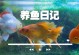 金鱼养护秘籍（金鱼水更换频率及注意事项）