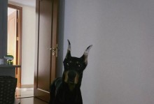 杜宾犬——优雅而勇敢的伴侣（了解杜宾犬的起源、特点和品性）