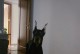 杜宾犬——优雅而勇敢的伴侣（了解杜宾犬的起源、特点和品性）