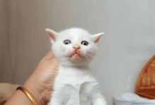 满月奶猫的饮食需求（了解满月奶猫的饮食习惯及合理搭配）