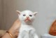 满月奶猫的饮食需求（了解满月奶猫的饮食习惯及合理搭配）