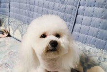 打了狗针能吃什么？（狗针后的饮食选择指南）