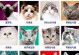 猫交配的征兆——如何辨别猫咪交配行为（猫交配行为的体现及其特征，全面了解猫咪交配的表现）
