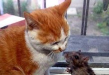 猫抓老鼠的动机解析（揭秘猫抓老鼠的真实动力与行为动因）