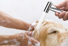 金毛犬脱毛周期解析（了解金毛犬脱毛周期，做好毛发护理）