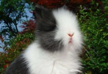 荷兰垂耳兔的饲养全攻略（宠物兔的健康成长与繁殖）