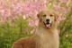 金毛犬的品种多样性（探索金毛犬的多个品种及其特点）