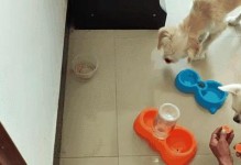 狗吃生鸡蛋的益处与注意事项（以狗吃生鸡蛋治疗毛发问题和促进营养吸收）