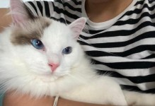布偶猫价格的影响因素（探究布偶猫价格的多种因素及其关键影响因素）