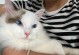 布偶猫价格的影响因素（探究布偶猫价格的多种因素及其关键影响因素）