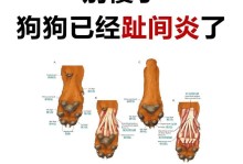 狗爪子为何易烂？（探寻狗爪子易烂的原因与预防措施。）