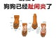 狗爪子为何易烂？（探寻狗爪子易烂的原因与预防措施。）
