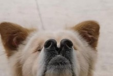 狗的鼻子为何会变粉？（揭秘狗的鼻子变粉的原因及影响）